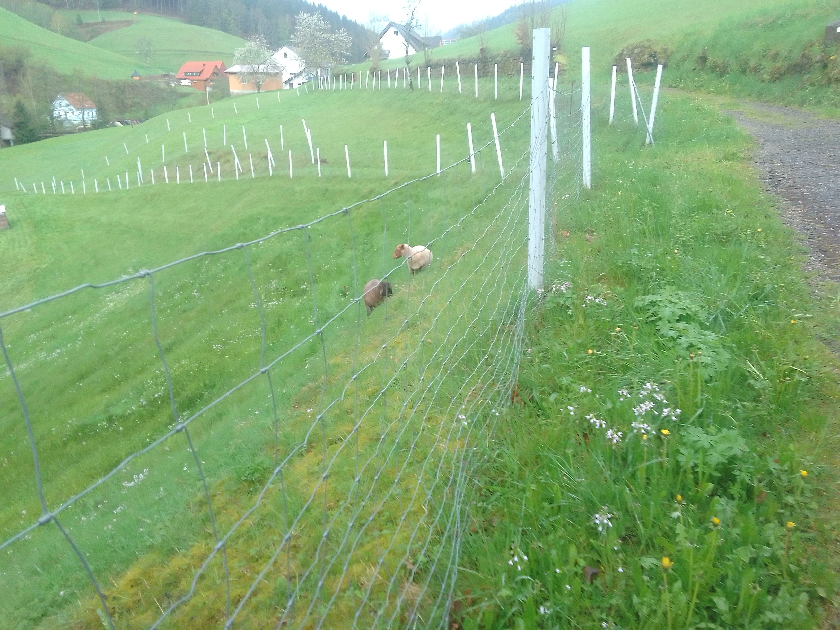 Ett lantligt landskap med en inhägnad åker, en slingrande stig och en byggnad med ett rött tak i bakgrunden.