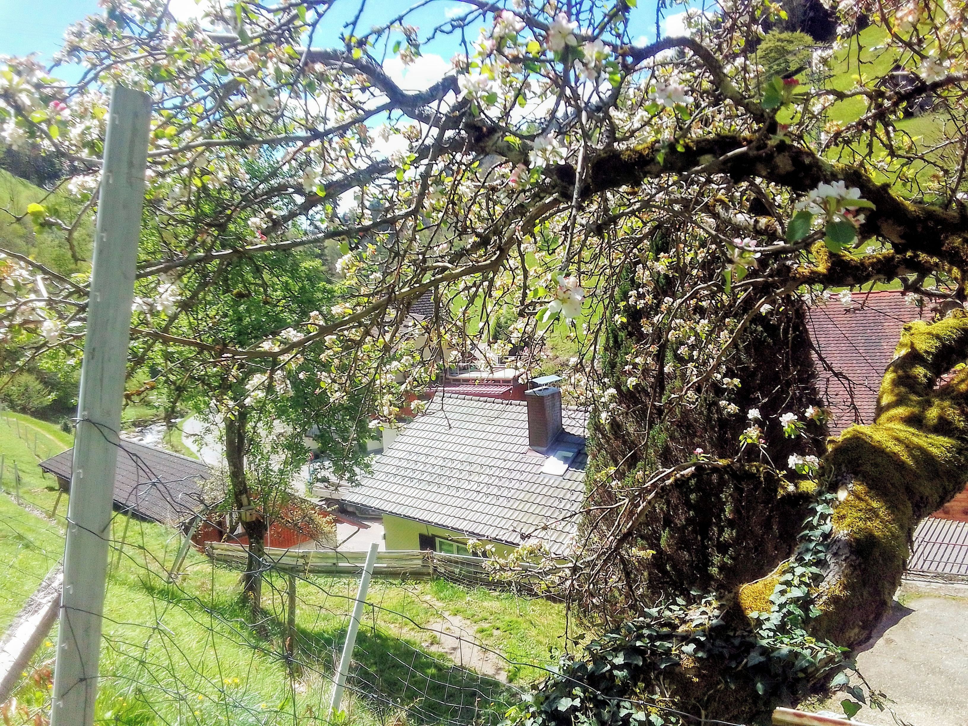 Zona residencial con una casa, una cerca y un árbol en flor.