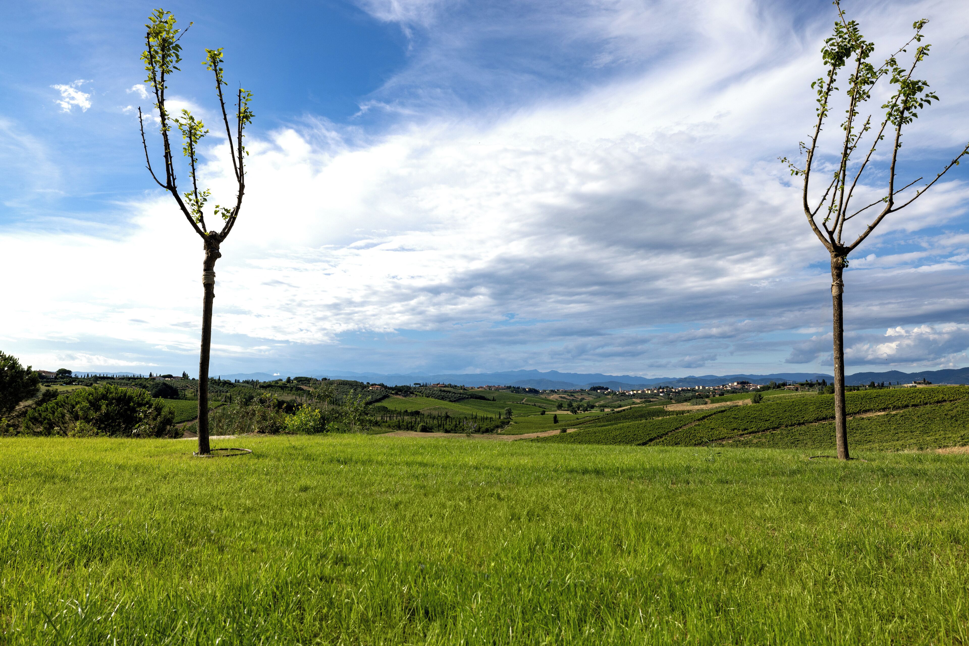 Un champ herbeux avec deux arbres et une vue lointaine d’une ville.