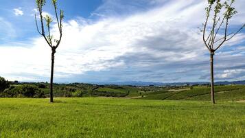 Un champ herbeux avec deux arbres et une vue lointaine d’une ville.