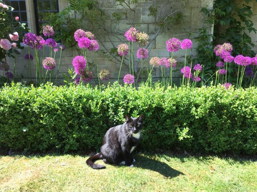 A cat sitting on grass with a hedge and flowering plants in the background.