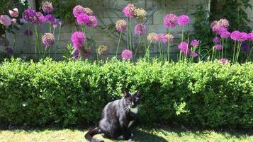 A cat sitting on grass with a hedge and flowering plants in the background.