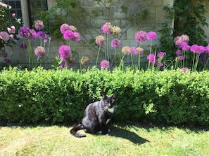 A cat sitting on grass with a hedge and flowering plants in the background. - Parsonage House (Badminton)