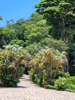 A paved pathway flanked by lush greenery and trees, leading through a garden area. - VILLA MIA (Petrópolis)