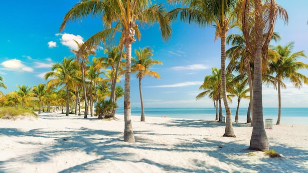 A beach with palm trees and a clear sky.