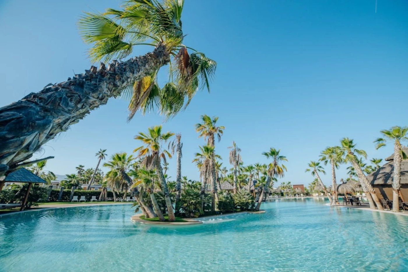 A swimming pool with palm trees and a tropical setting.
