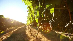 Viñedo con hileras de vides y luz solar filtrándose entre las hojas.