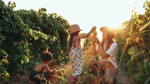 A vineyard with people harvesting grapes. - ZEcamping 3 étoiles pataugeoire piscine mobil-home TV clim 25m2 4 pers (Montagnac)