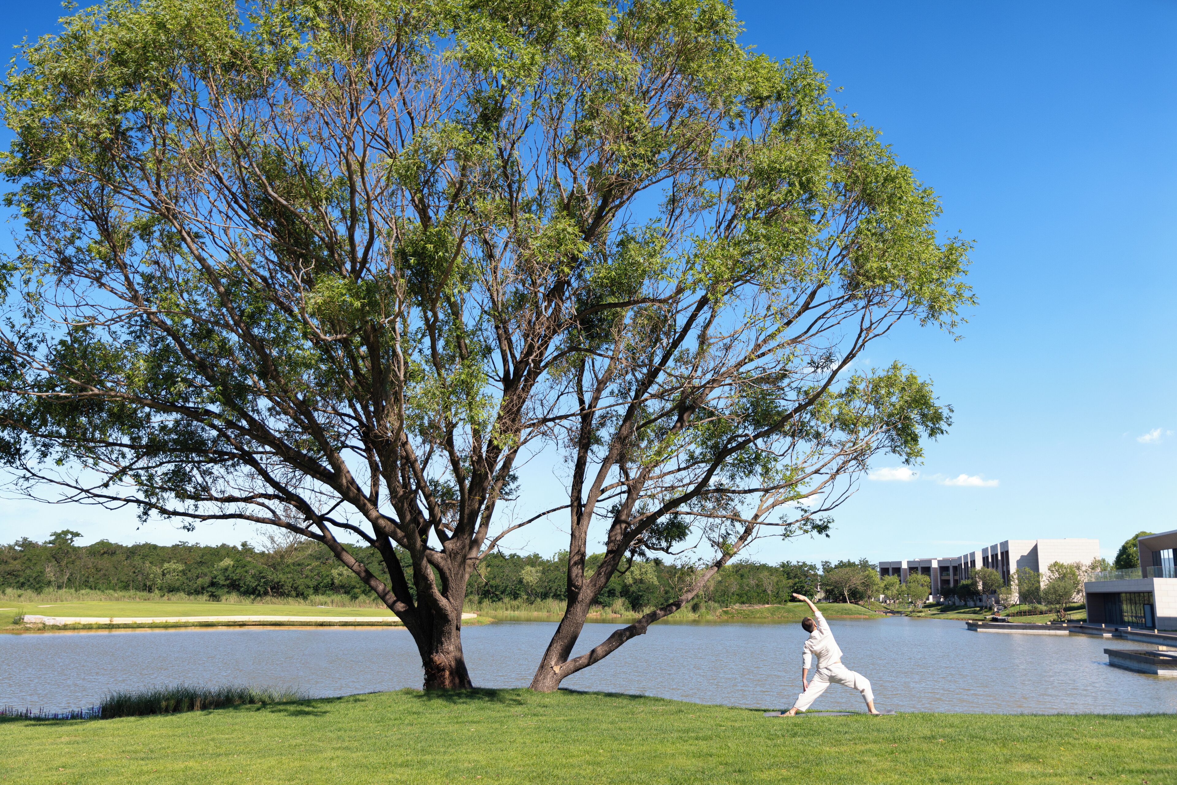 A large tree by a lake with a modern building in the background.