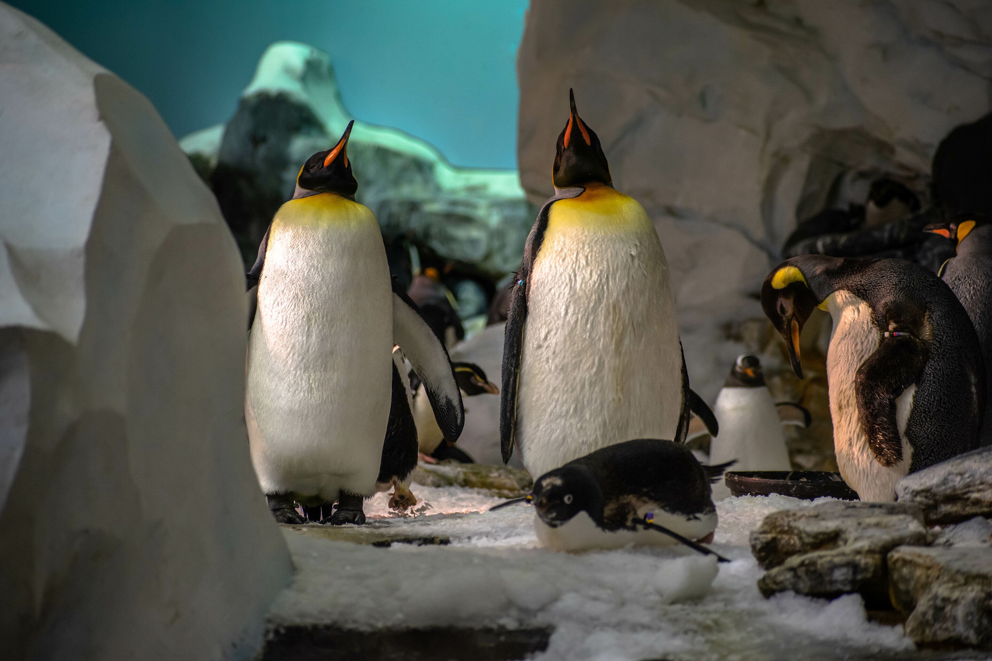 Pingüinos en un recinto con hielo y rocas.