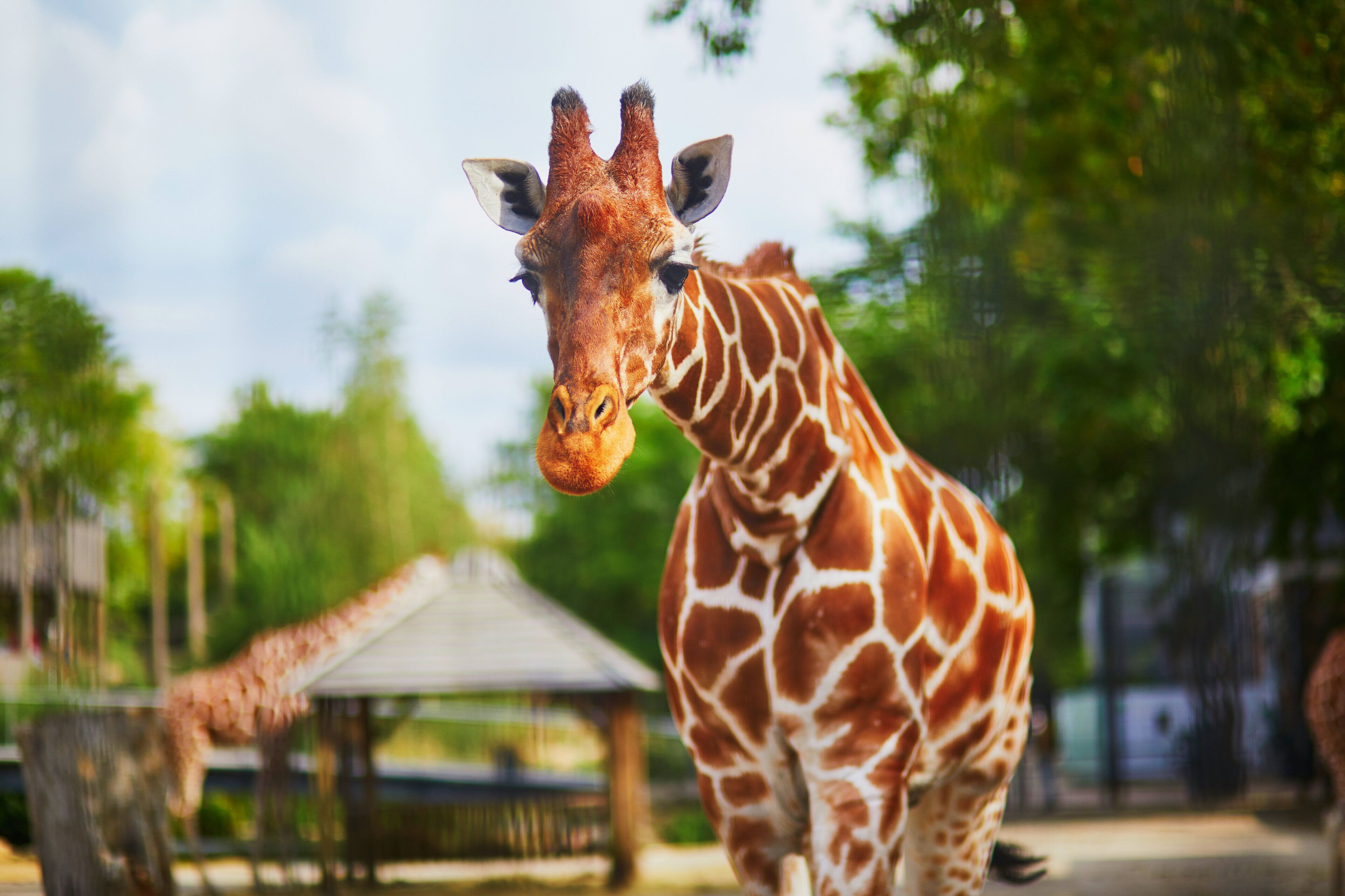 Una jirafa en un recinto de zoológico con una estructura de madera al fondo.