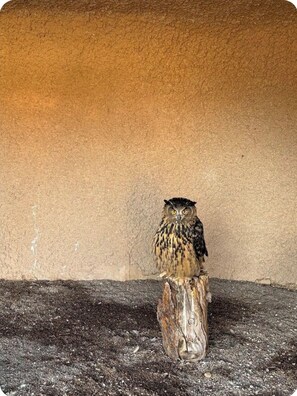 Activitats infantils