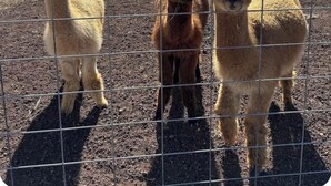 Tre alpaca in piedi dietro una recinzione in un recinto all'aperto, con un cielo sereno e un paesaggio piatto sullo sfondo.