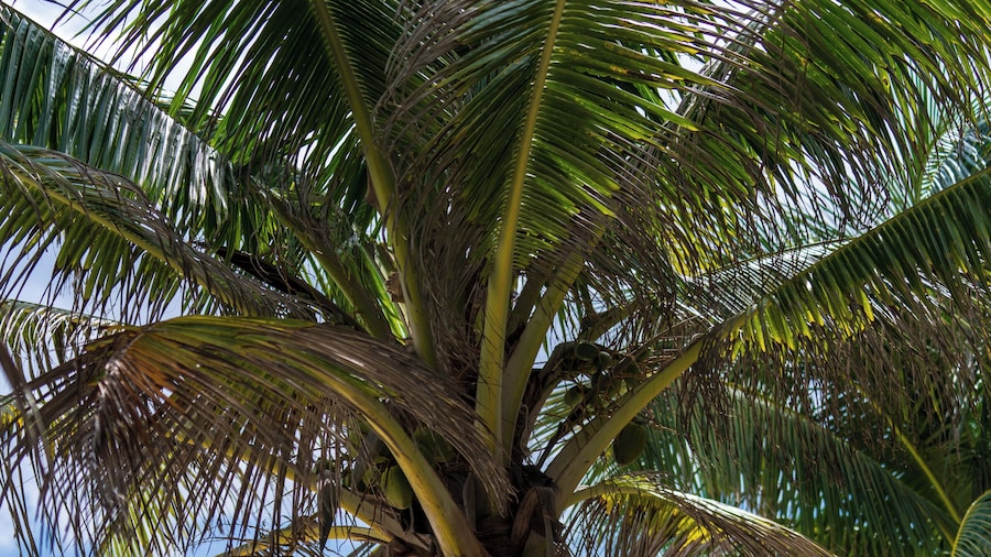 Sana Tulum Beachfront Boutique Hotel
