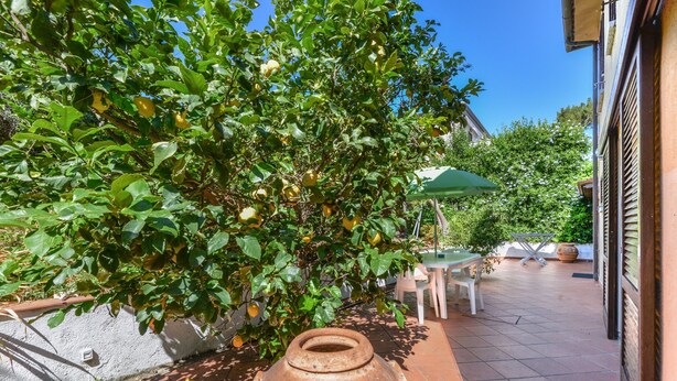 Un patio con una mesa, sillas, un jarrón grande y un árbol lleno de frutos.