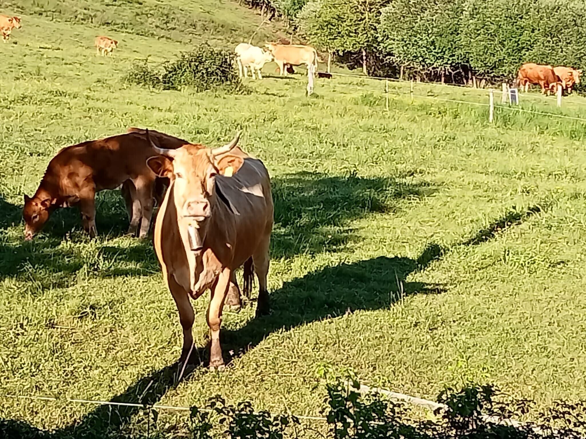 Un campo cubierto de hierba con vacas pastando.