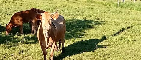 Un campo cubierto de hierba con vacas pastando.