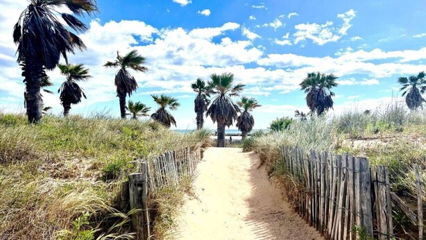 A sandy path flanked by wooden fences and palm trees, leading towards a beach.