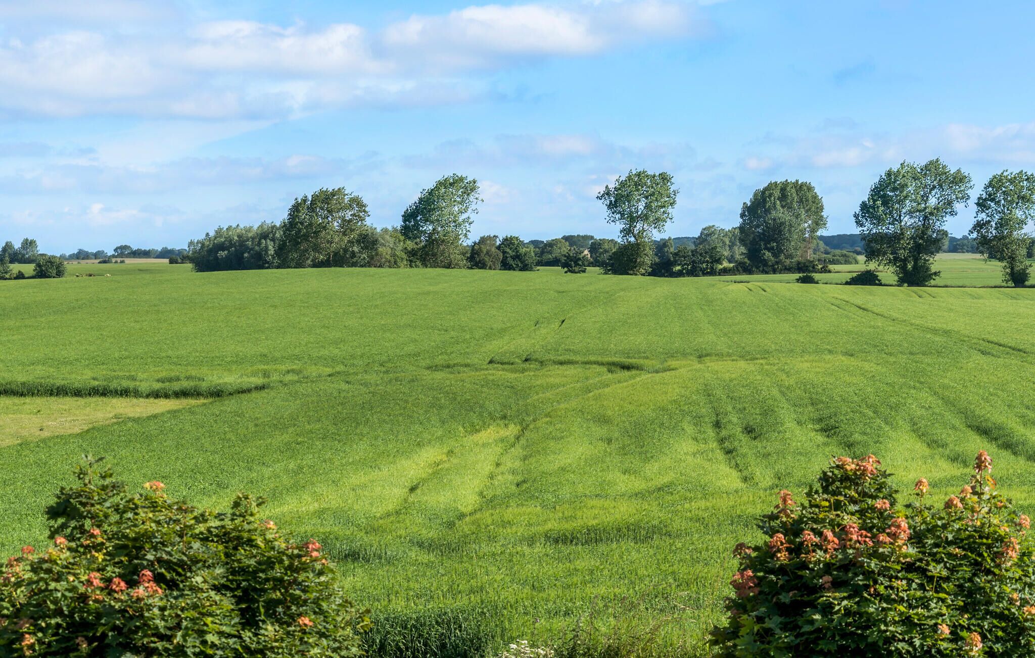 Un vaste champ verdoyant, avec quelques arbres et arbustes au premier plan.