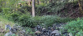 Safari Tent nestled in the woods, creek side, furnished balcony, pet friendly, sleeps 5.