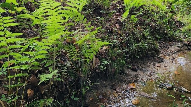 En træhytte med et bueformet tag, omgivet af frodig vegetation og en lille å.