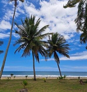 A beach with palm trees and the ocean.