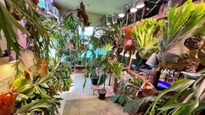 Un exuberante jardín interior con diversas plantas en macetas y plantas colgantes, creando un ambiente vibrante y natural.
