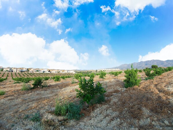 A vineyard with rows of grapevines and a distant town.