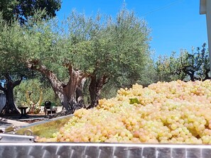 Property grounds - Conny's Green House, Casa Immersa nel Verde di Uliveti Secolari Relax Garantito (Scorciosa)