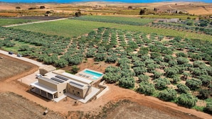 An olive grove with a modern building featuring a swimming pool. - Beautiful villa with pool in Menfi (Menfi)