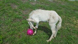 1 bedroom, free WiFi, bed sheets - HORSES FISHING, SALT WATER POOL, COZY BEAUTIFUL NEW CABIN with OLD BARN FEEL (Griffin)