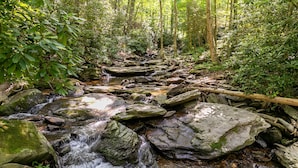 A natural stream flowing over rocks in a forested area. - The Dog House (Boone)