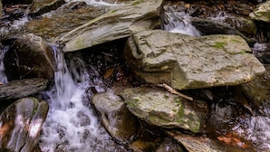 A natural stream flowing over rocks in a forested area. - The Dog House (Boone)