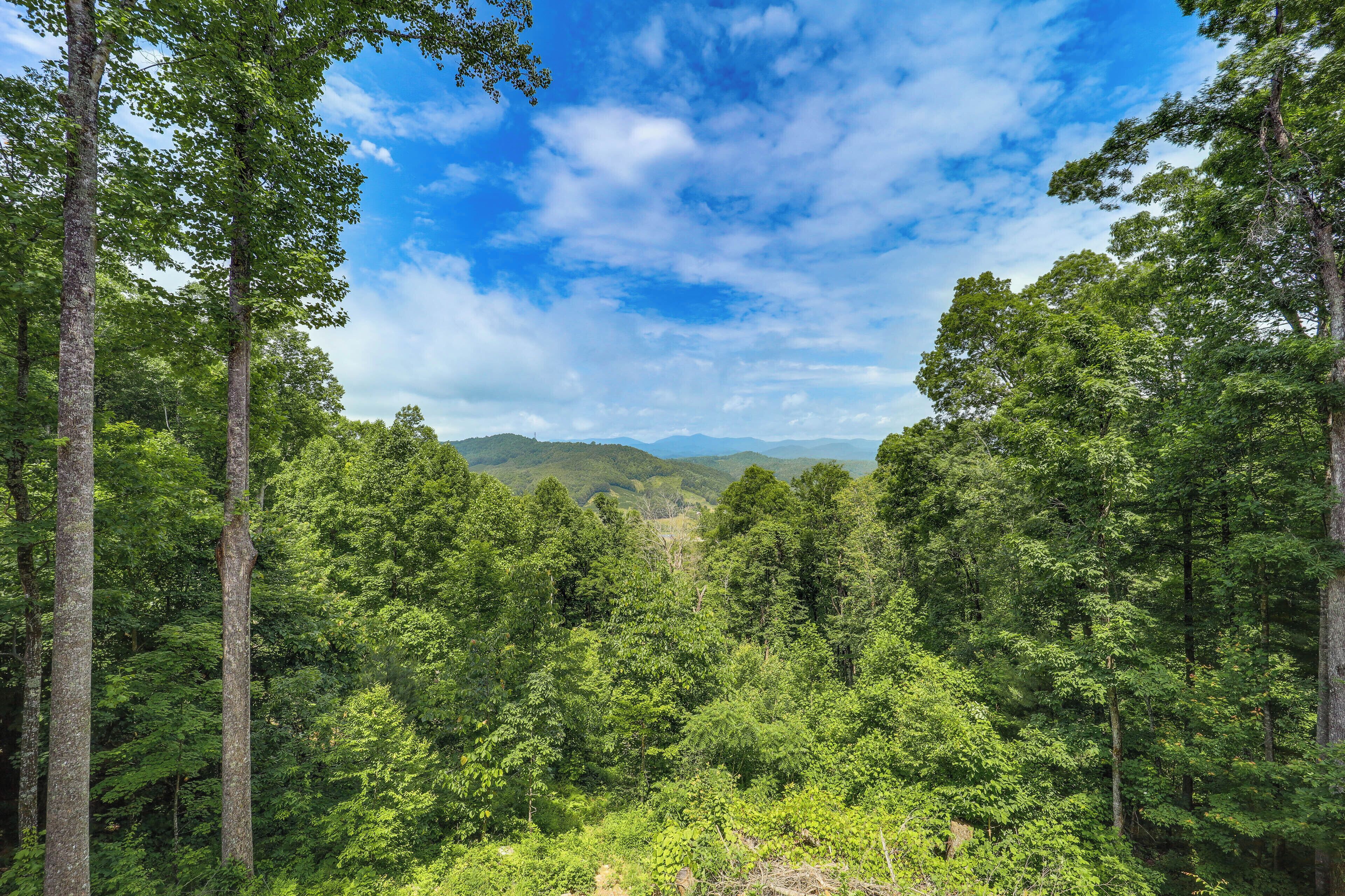 A dense forest with tall trees and a clear sky.