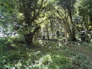 Une zone boisée avec des arbres denses et un sentier étroit.