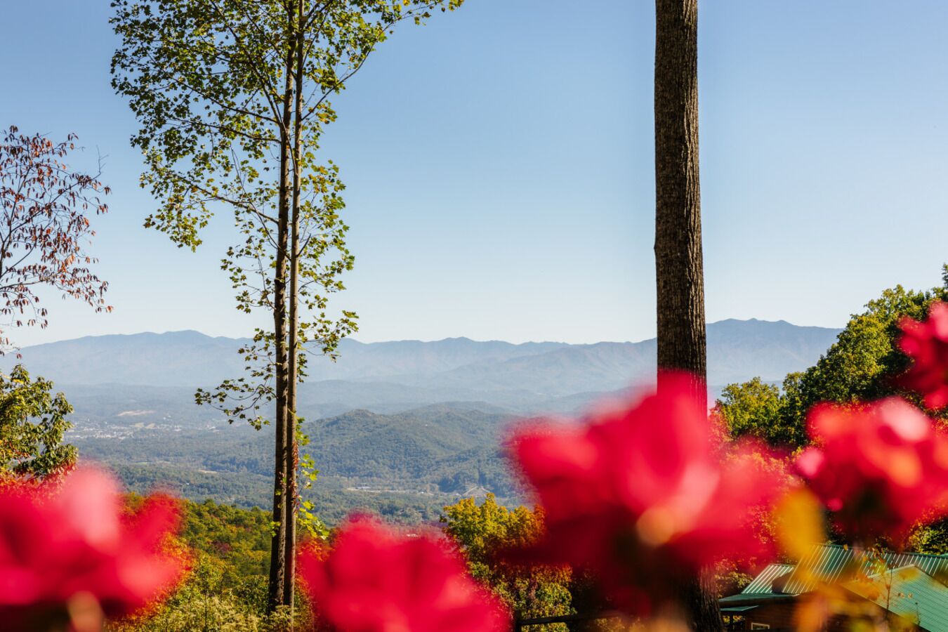 Paisaje montañoso con cielo despejado, un árbol destacado en primer plano y una vista distante de montañas.