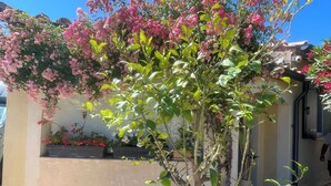 A potted flowering tree with pink blossoms in front of a building.