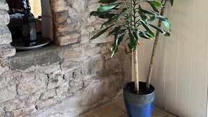 A corner with a stone wall, a wooden shelf, and a potted plant. - Aux Songes D'élise, Une, Maison Familiale au Coeur du Plateau des Mille Étangs (Belmont)