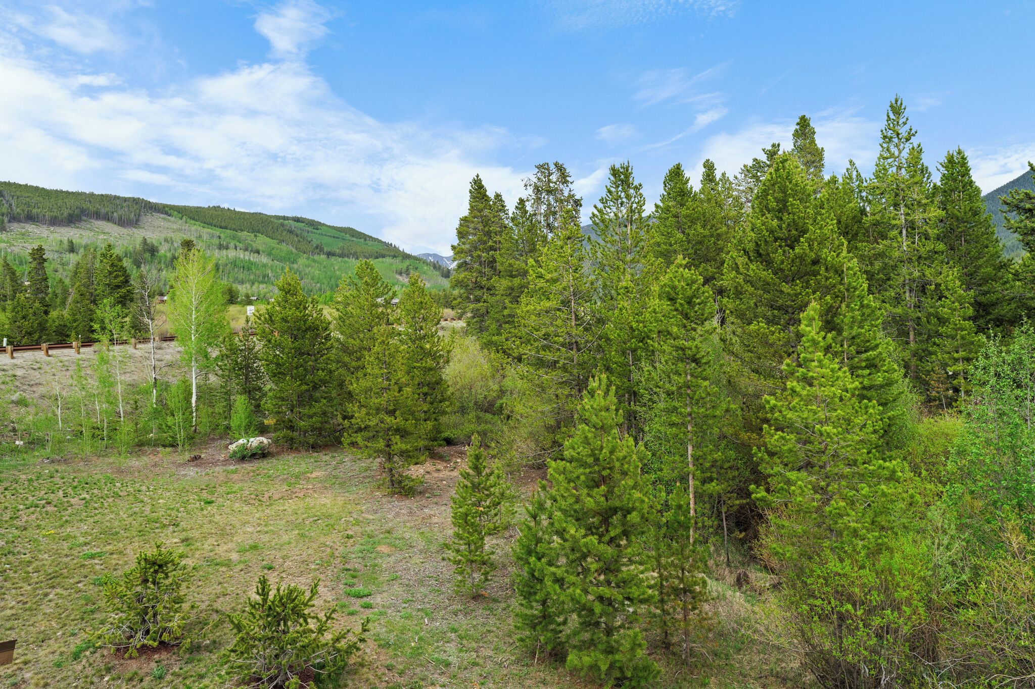 A forested landscape with a variety of trees and a clear sky.
