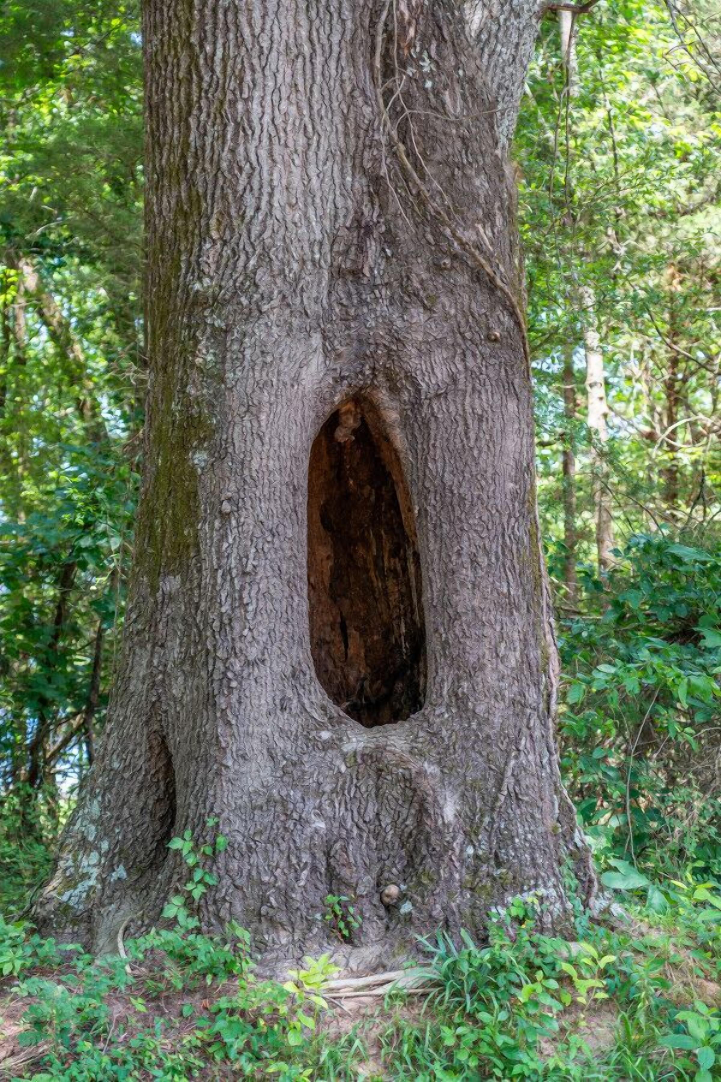 A large tree with a hollow cavity.