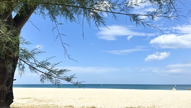 A beach with a clear sky, a tree in the foreground, and a sandy shore. - SE106 - Senigallia, new two-room apartment facing the sea (Cesano)