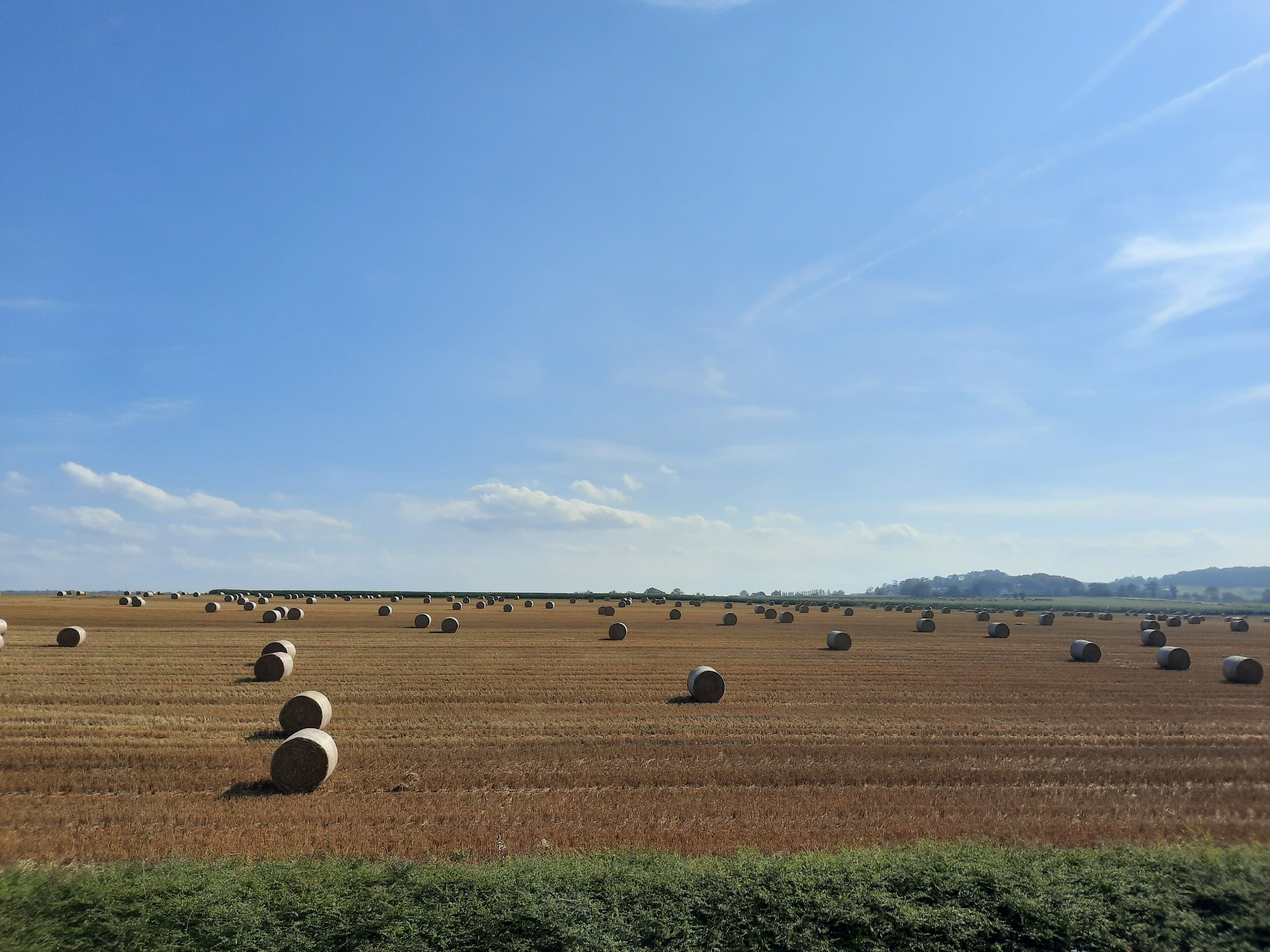 A field of hay bales under a clear sky.