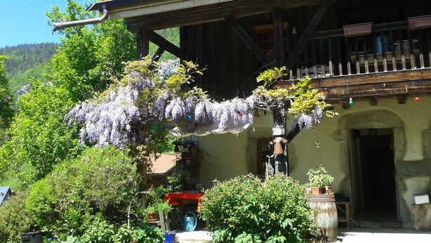 Un bâtiment rustique doté d’un balcon en bois, entouré d’une végétation luxuriante et d’une glycine.