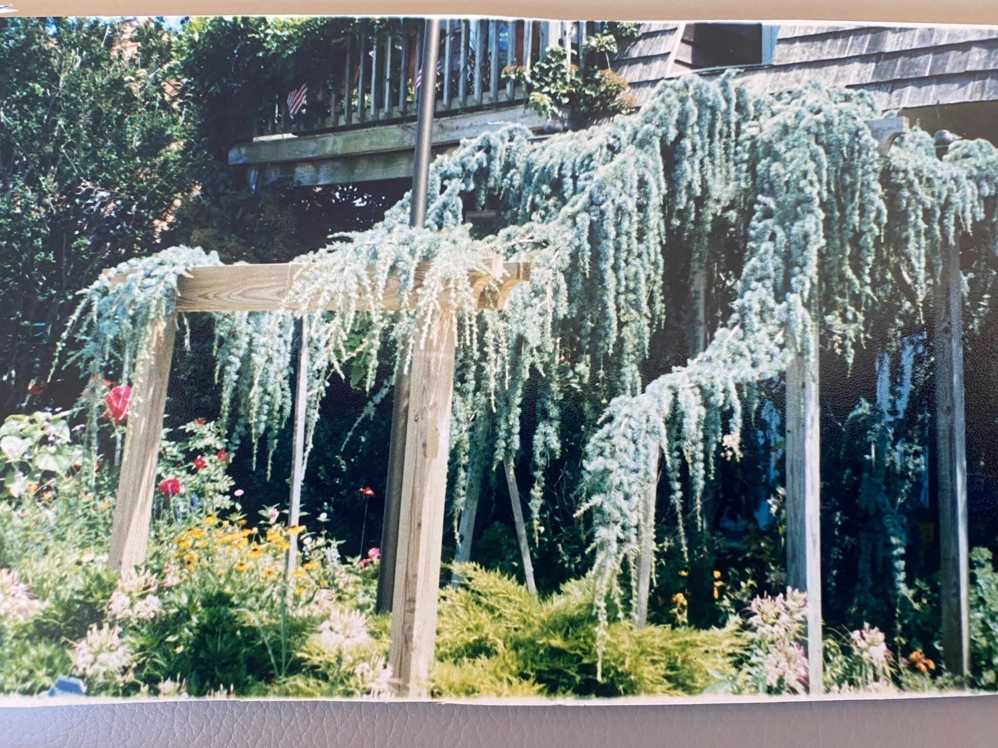 A wooden pergola structure with hanging vines in a garden setting.