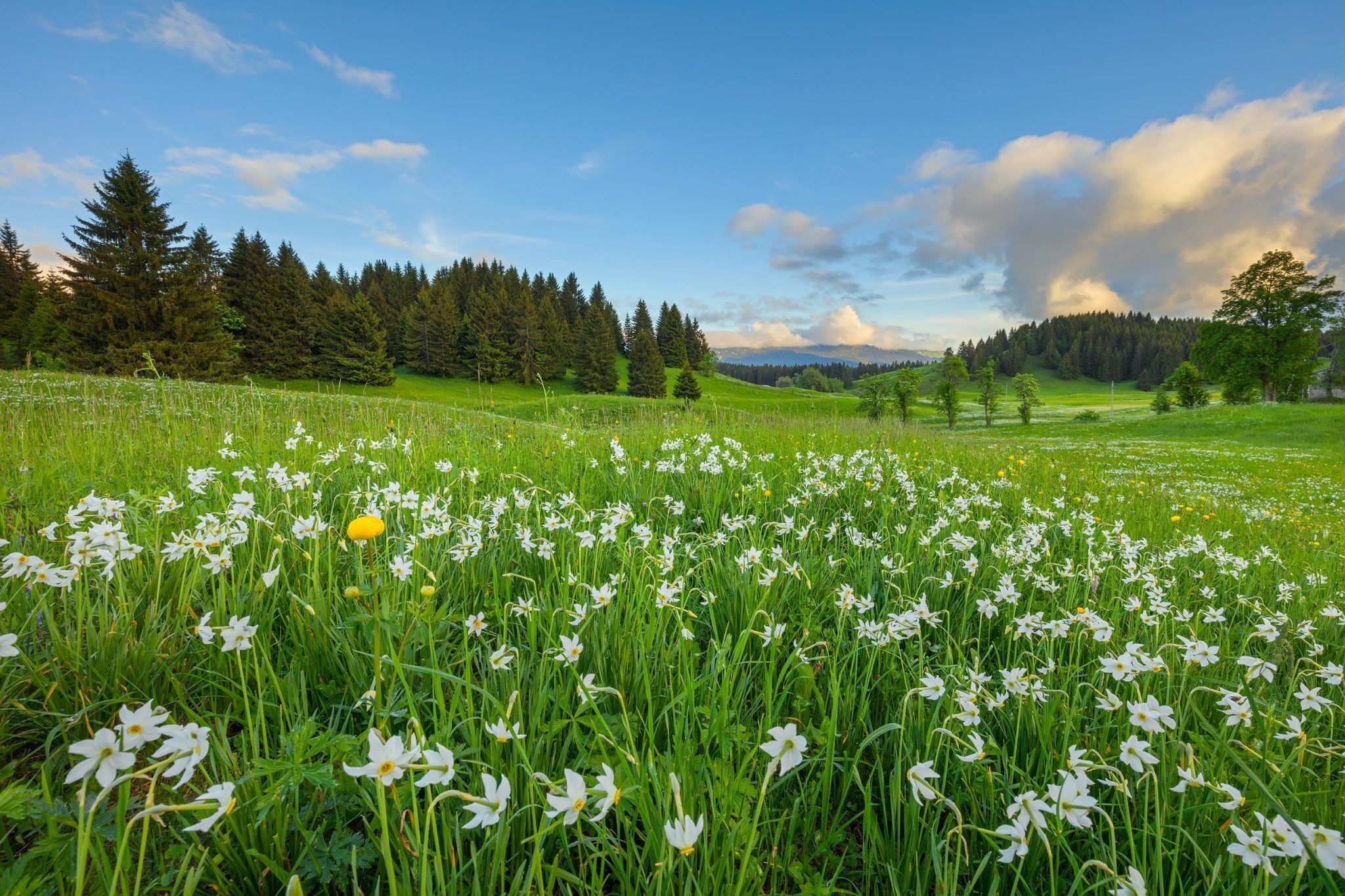 En blomstereng med hvide blomster og en skov i baggrunden.