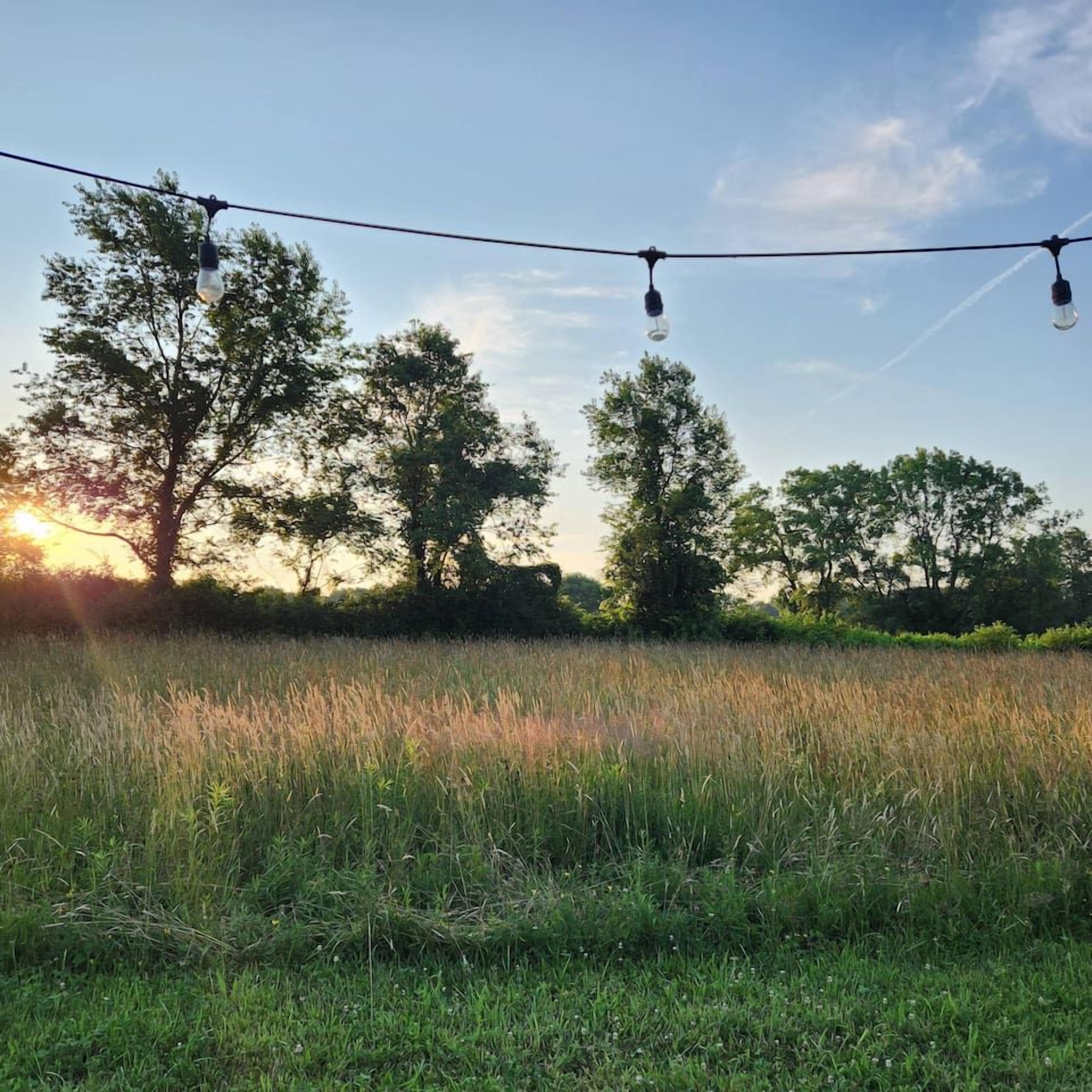 A grassy field with a string of lights and trees in the background.
