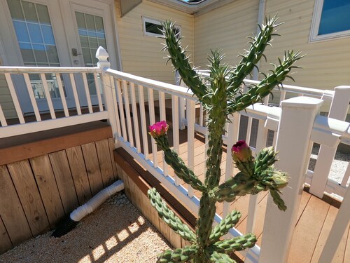 RANCH WITH CACTUSES  Weekly/Monthly UP TO 50% OFF