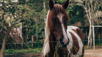 A horse standing behind a barbed wire fence in a natural setting with trees in the background.