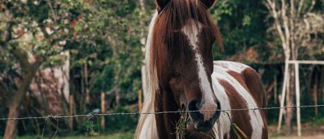A horse standing behind a barbed wire fence in a natural setting with trees in the background.