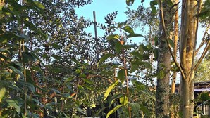 Zona ajardinada densa con diversos árboles y arbustos, una valla de madera y un edificio parcialmente oculto por la vegetación.